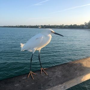 Meet your Posher, Lily